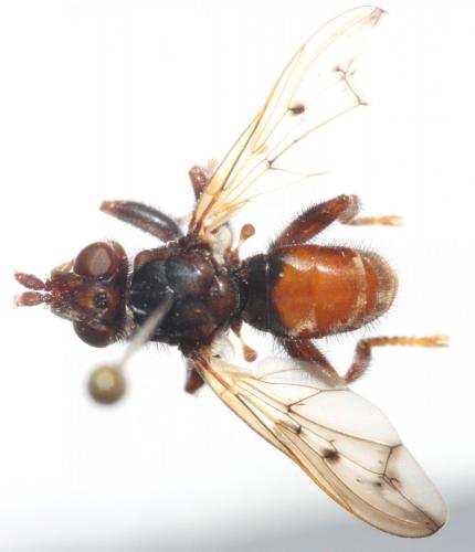 Myopa vicaria