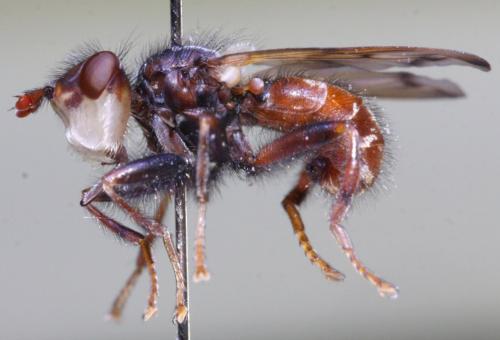 Myopa vicaria