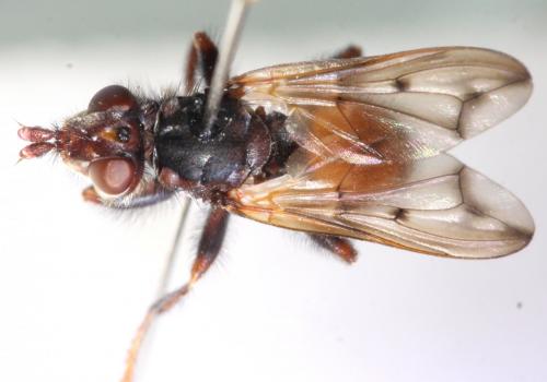 Myopa vicaria