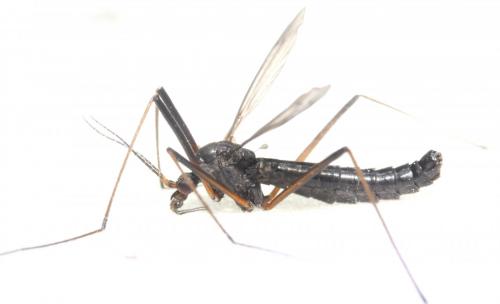 Nigrotipula nigra nigra