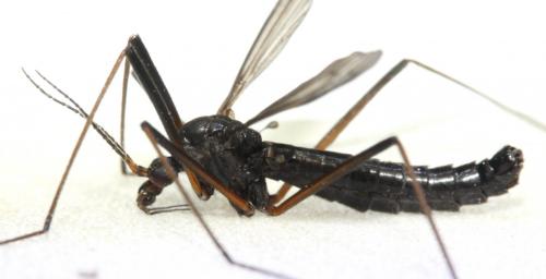 Nigrotipula nigra nigra