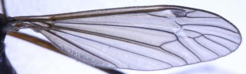 Nigrotipula nigra nigra
