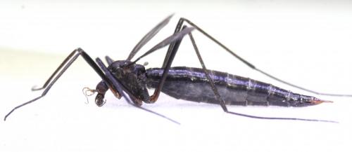 Réf. 158 773 : Nigrotipula nigra nigra