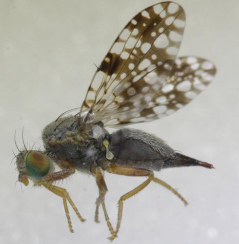 Réf. 158 865 : Tephritis simplex