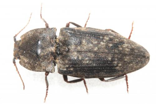 Réf. 158 817 : Agrypnus murinus