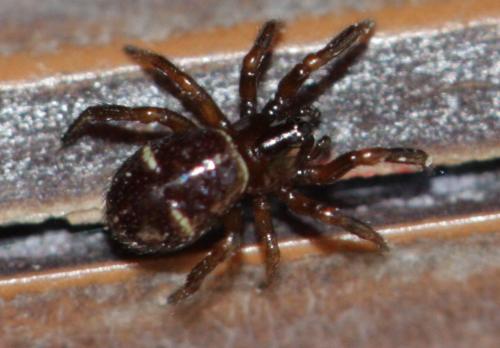 Réf. 158 623 : Asagena sp.
