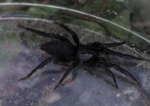 Réf. 158 368 : Zelotinae inconnu