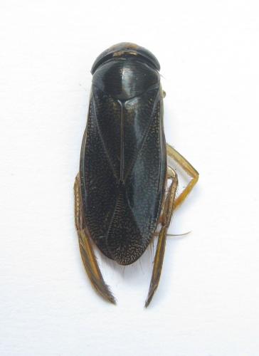 Corixa punctata