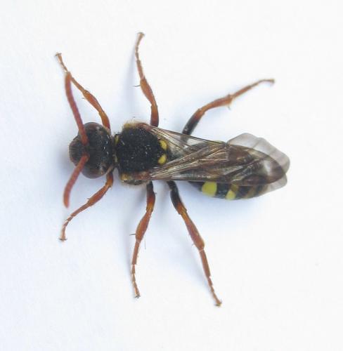 Nomada marshamella