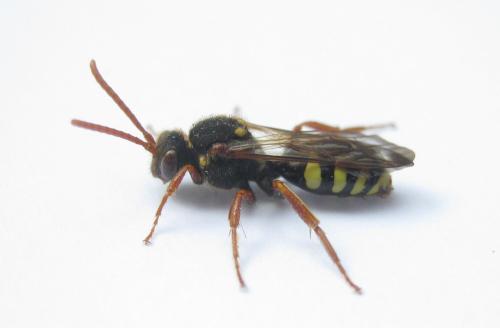 Nomada marshamella