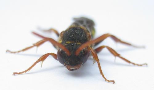 Nomada marshamella