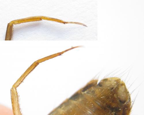 Corixa punctata