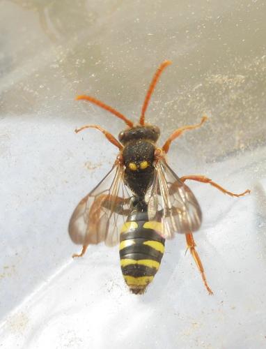 Nomada marshamella