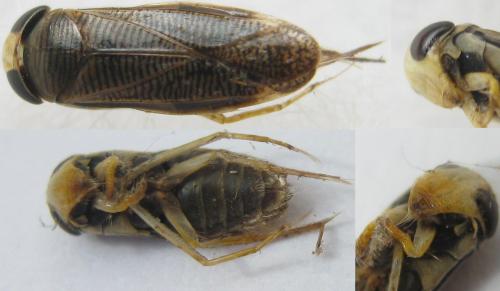 Sigara nigrolineata nigrolineata