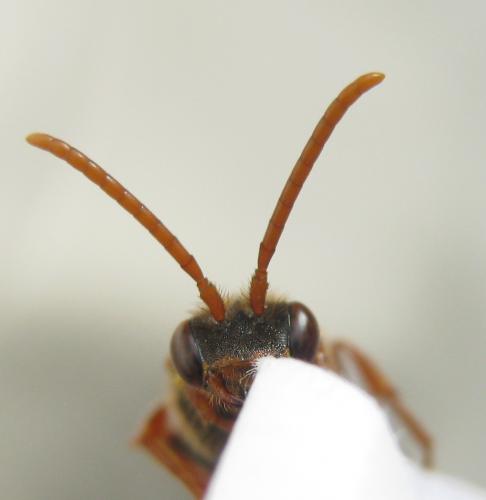 Nomada marshamella
