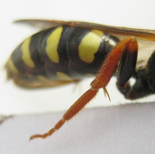 Nomada marshamella