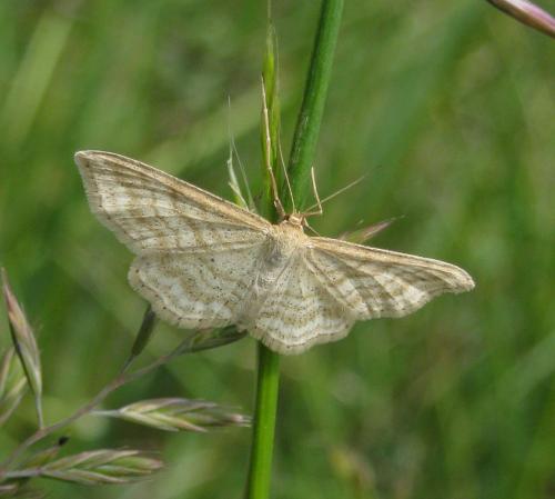 Réf. 158 022 : Idaea macilentaria