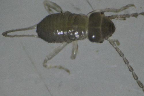 Forficula sp.