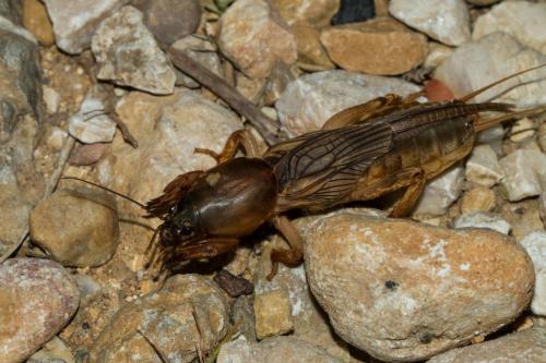 Gryllotalpa sp.