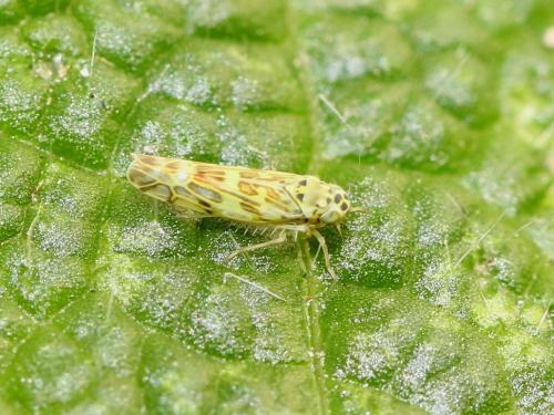 Réf. 158 815 : Eupteryx melissae