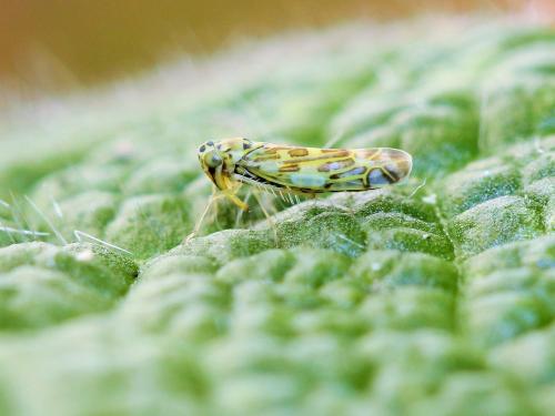 Réf. 158 816 : Eupteryx melissae