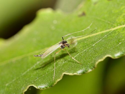 Microtendipes sp.