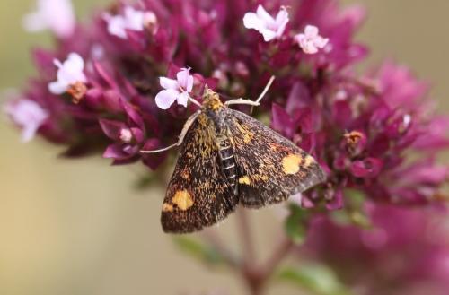 Réf. 158 011 : Pyrausta aurata