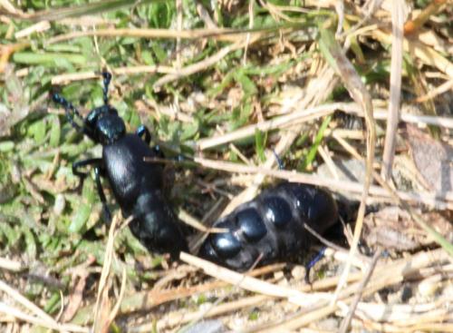 Meloe sp.