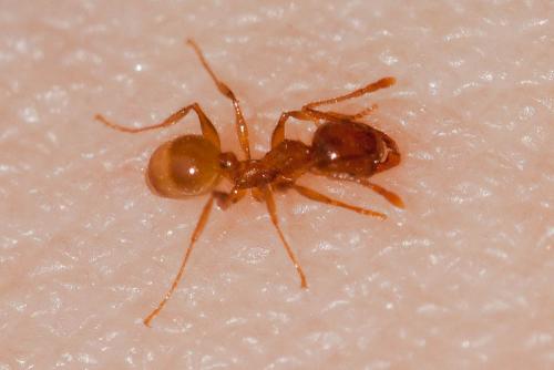 Réf. 158 704 : Pheidole pallidula