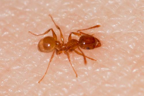 Réf. 158 702 : Pheidole pallidula
