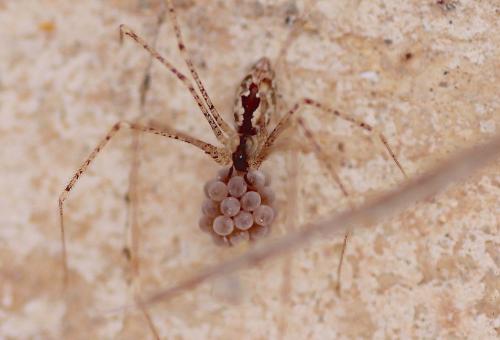 Réf. 158 596 : Crossopriza sp.