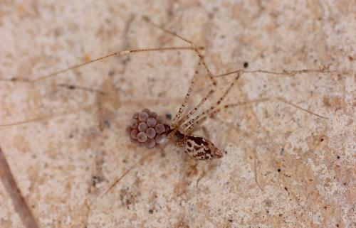 Réf. 158 514 : Crossopriza sp.