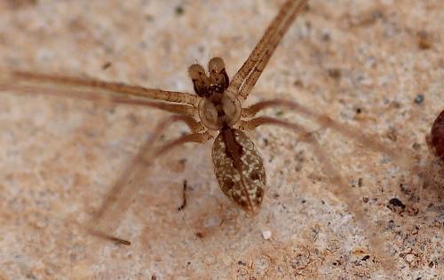 Crossopriza sp.