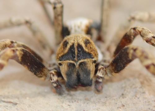 Stegodyphus sp.