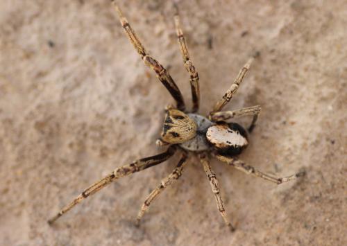 Stegodyphus sp.