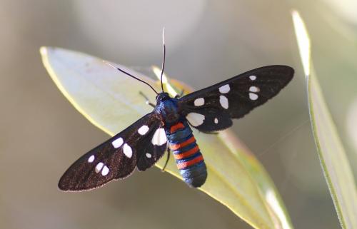 Réf. 158 363 : Amata mogadorensis