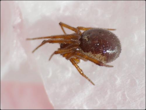 Réf. 158 350 : Steatoda nobilis