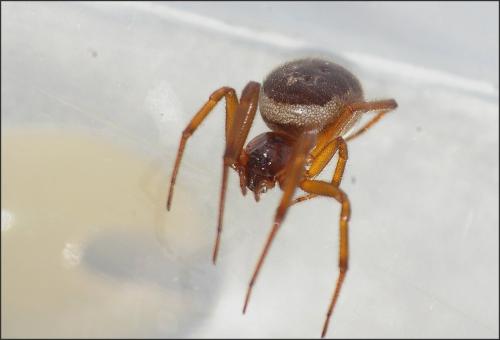 Réf. 158 351 : Steatoda nobilis