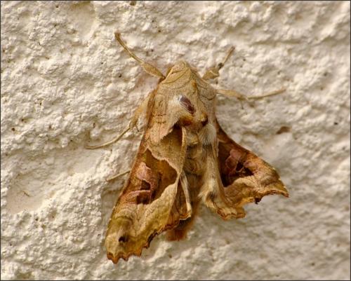Réf. 158 730 : Phlogophora meticulosa