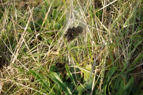 Melitaea cinxia