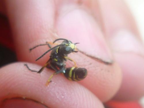 Réf. 158 401 : Gorytes laticinctus