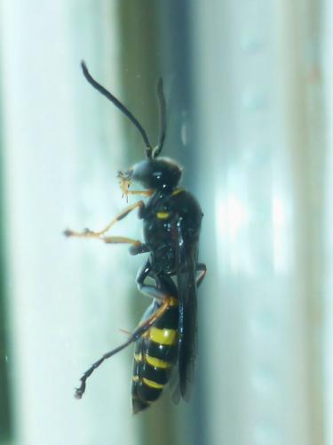 Gorytes laticinctus