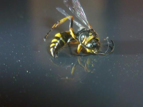 Gorytes laticinctus