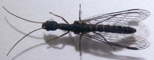 Parainocellia bicolor