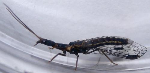 Parainocellia bicolor