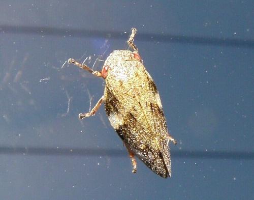 Aphrophora alni