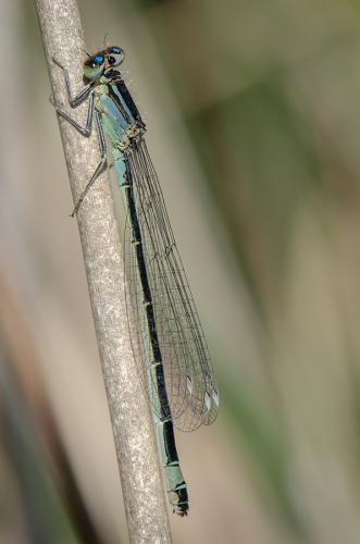 Ischnura elegans