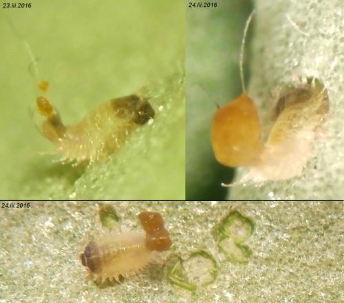 Réf. 158 727 : Cassida vittata