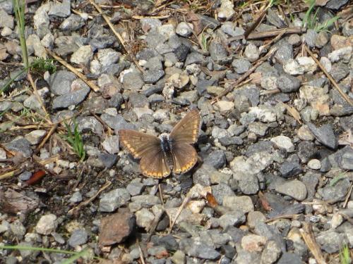Polyommatus icarus