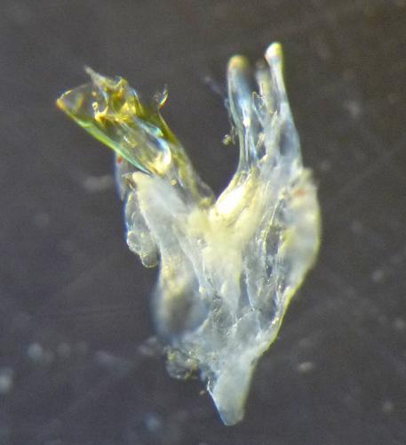 Réf. 158 018 : Leptoiulus kervillei